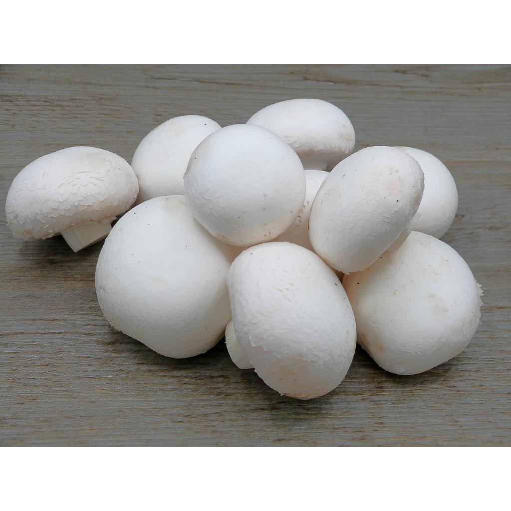 Champignon brun (copie)